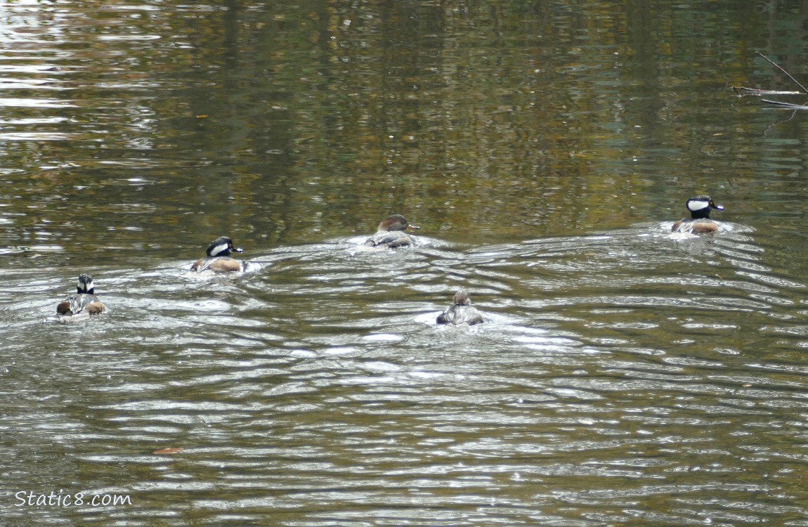 Five Hooded Mergansers paddling away on the water