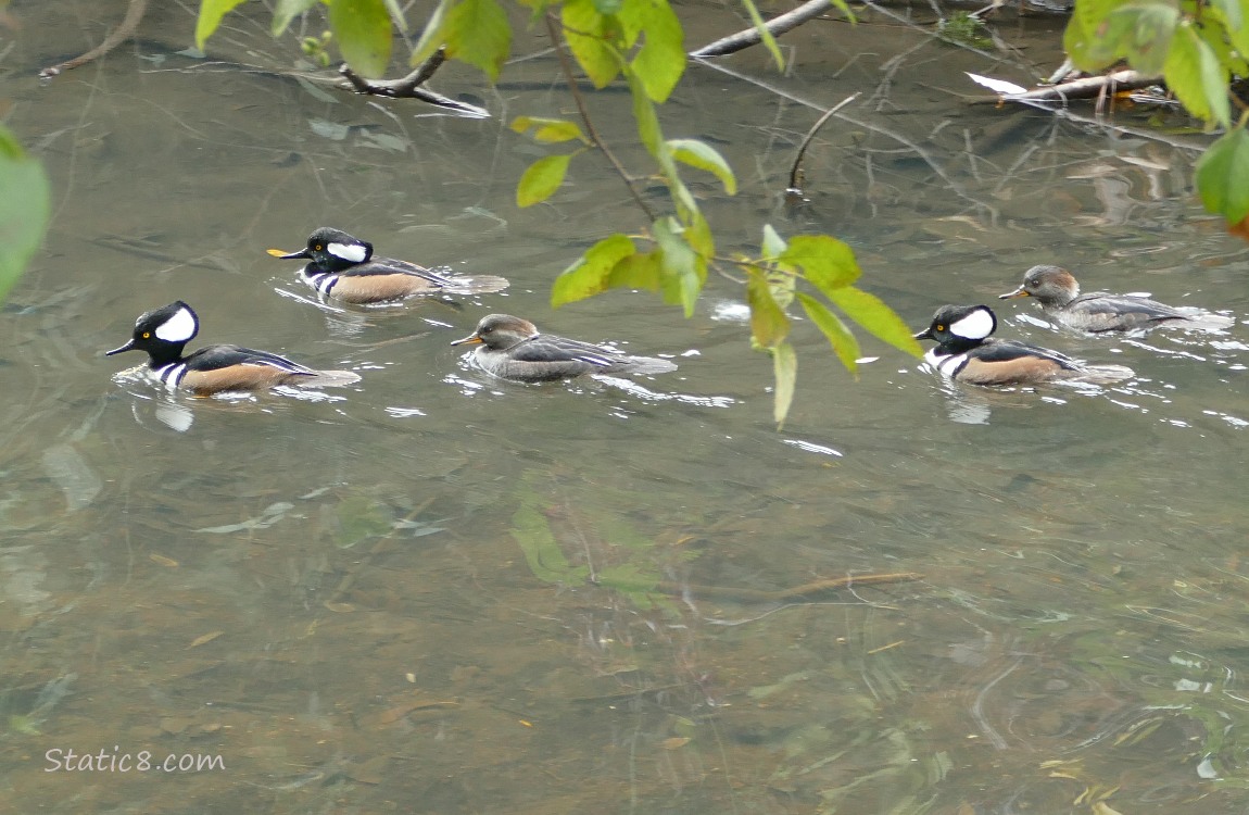 Five Hooded Mergansers paddling on the water