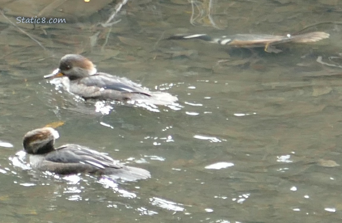 Two Hooded Mergansers paddling and one diving underwater