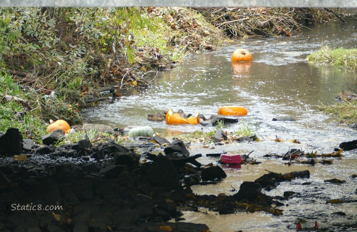 Pumpkins in the creek