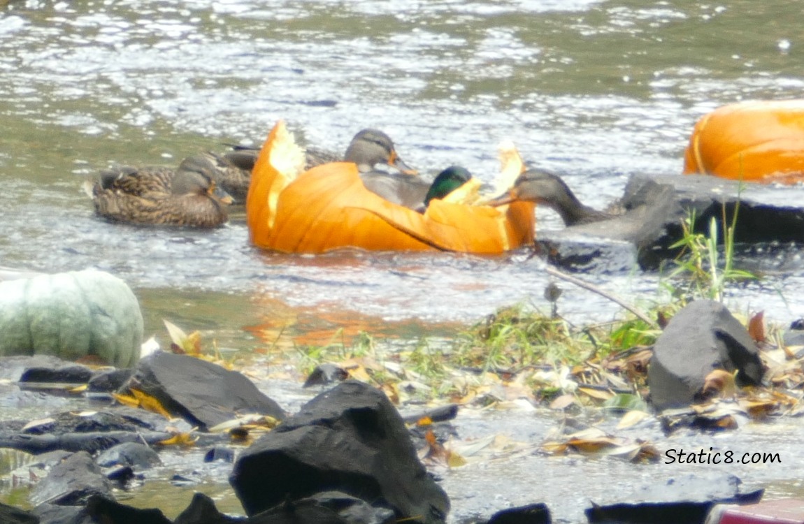 Mallards checking out the pumpkins in the creek