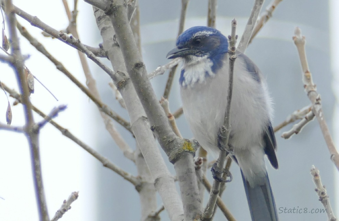 Scrub Jay standing on a twig in a winter bare tree 