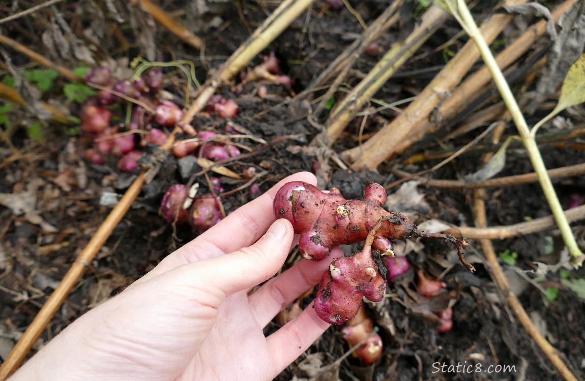 Hand holding Sunchock root, with roots in the soil in the background