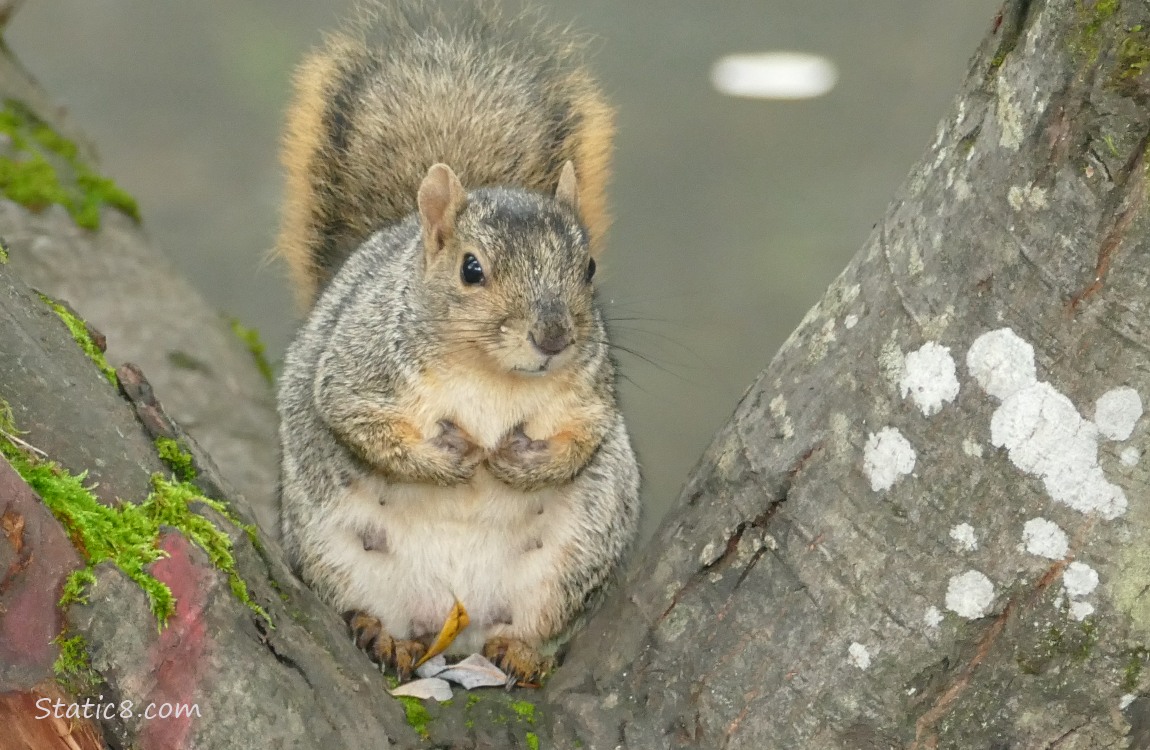 Squirrel sitting in the crook of a tree