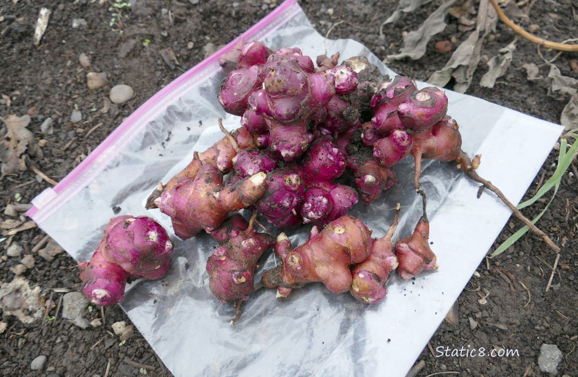 Harvested Sunroots laying on the ground