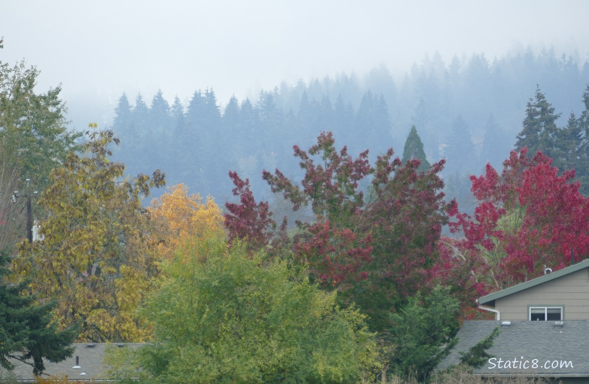 Autumn trees in front of fir trees on the hill in the background