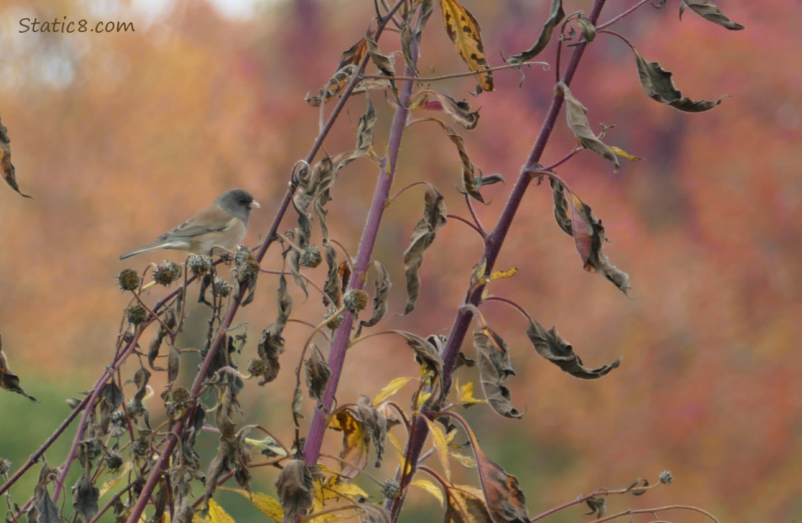 Junco standing on a leaning Sunchoke stalk