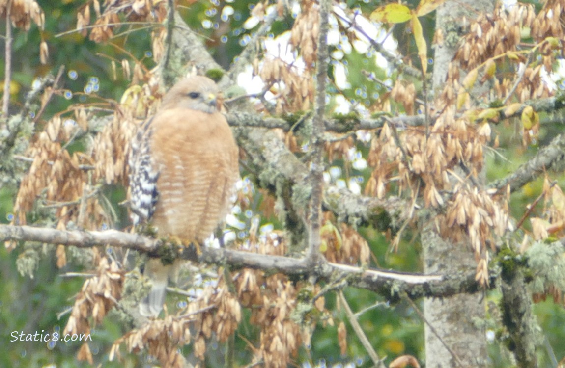 Red Shoulder Hawk sitting in a tree