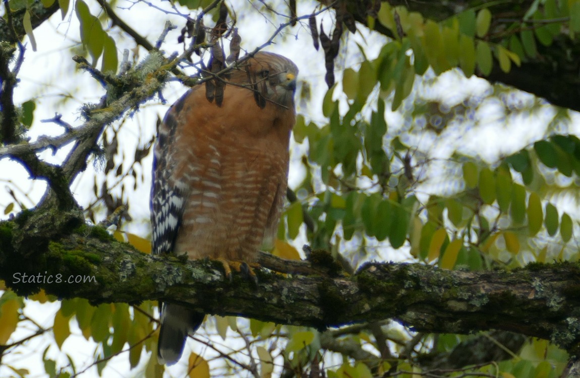 Red Shoulder Hawk sitting in a tree with branches in the way