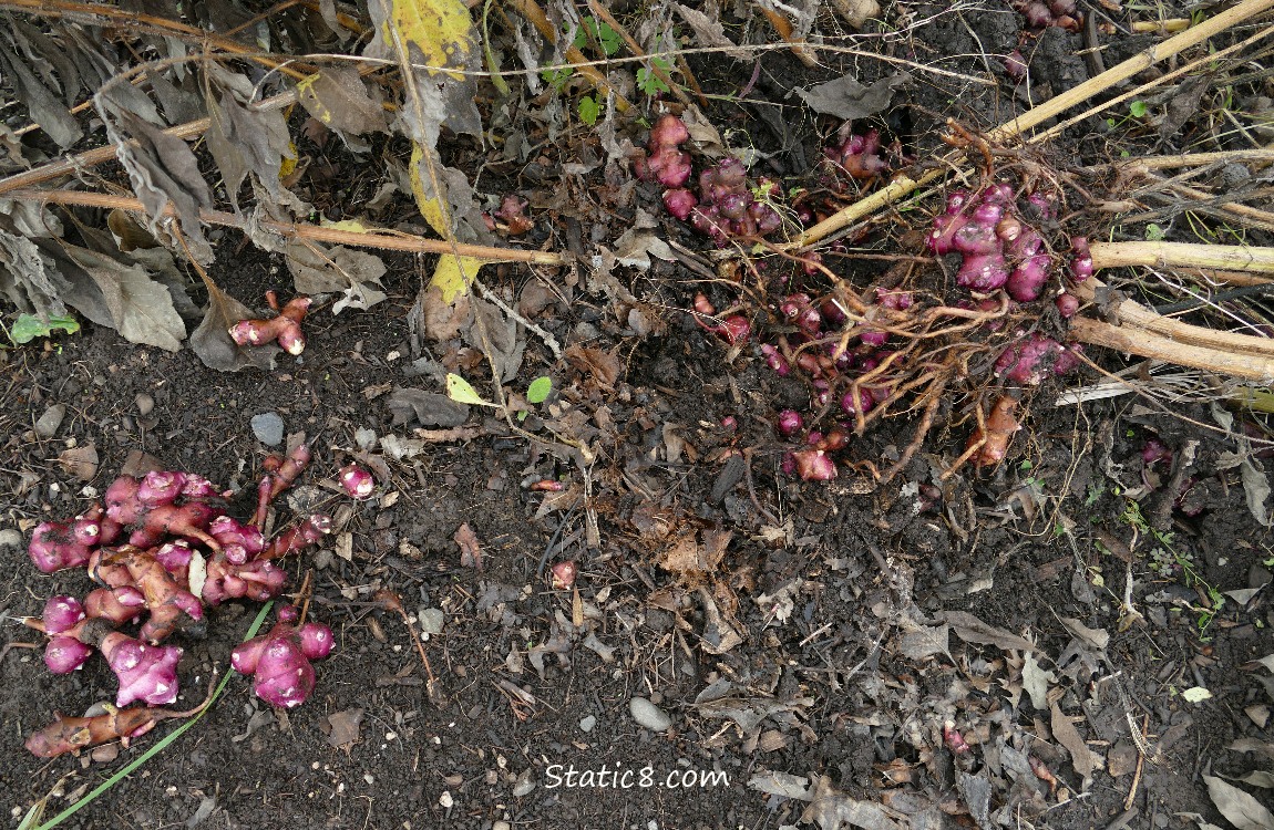 Gathering Sunchoke roots