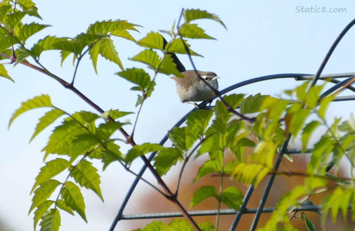 Bewick Wren standing on a wire trellis with Trumpet Vine leaves