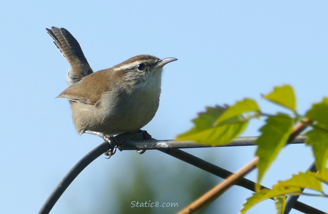 Bewick Wren standing on a wire trellis