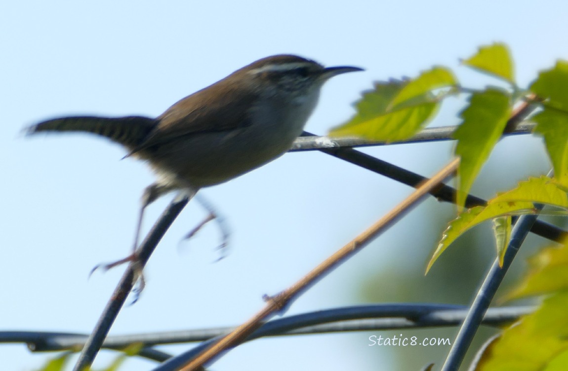 Bewick Wren bouncing from a perch on a wire trellis