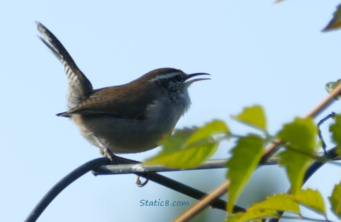 Bewick Wren standing on a wire trellis, calling to another bird