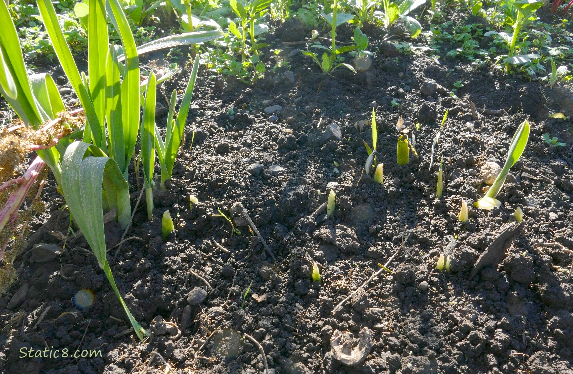 Elephant Garlic growing in the dirt, with more coming up