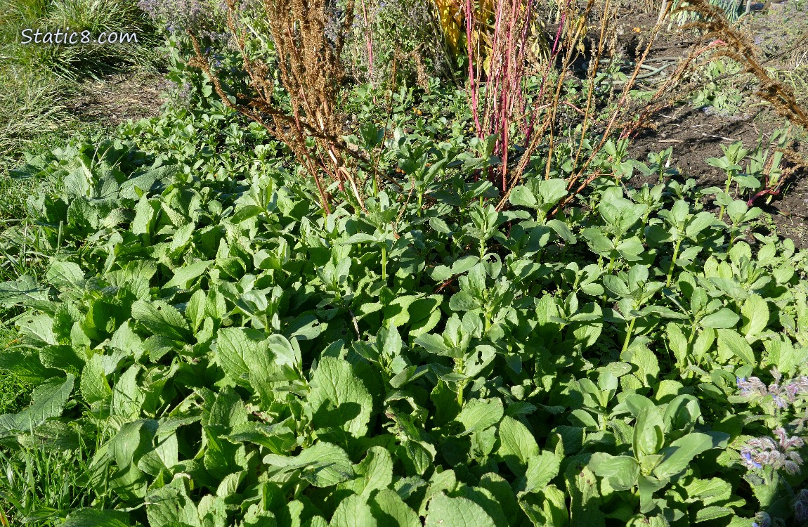 Fava growing in the garden plot