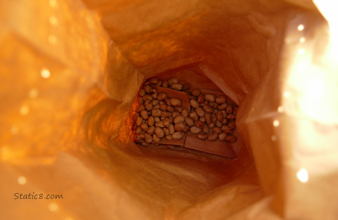 Dried Fava beans in the bottom of a paper bag