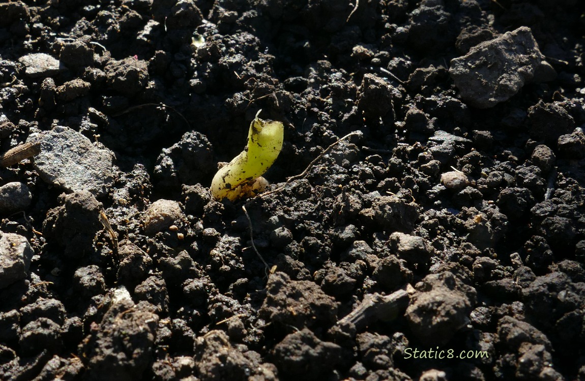 Fava bean germinating in soil