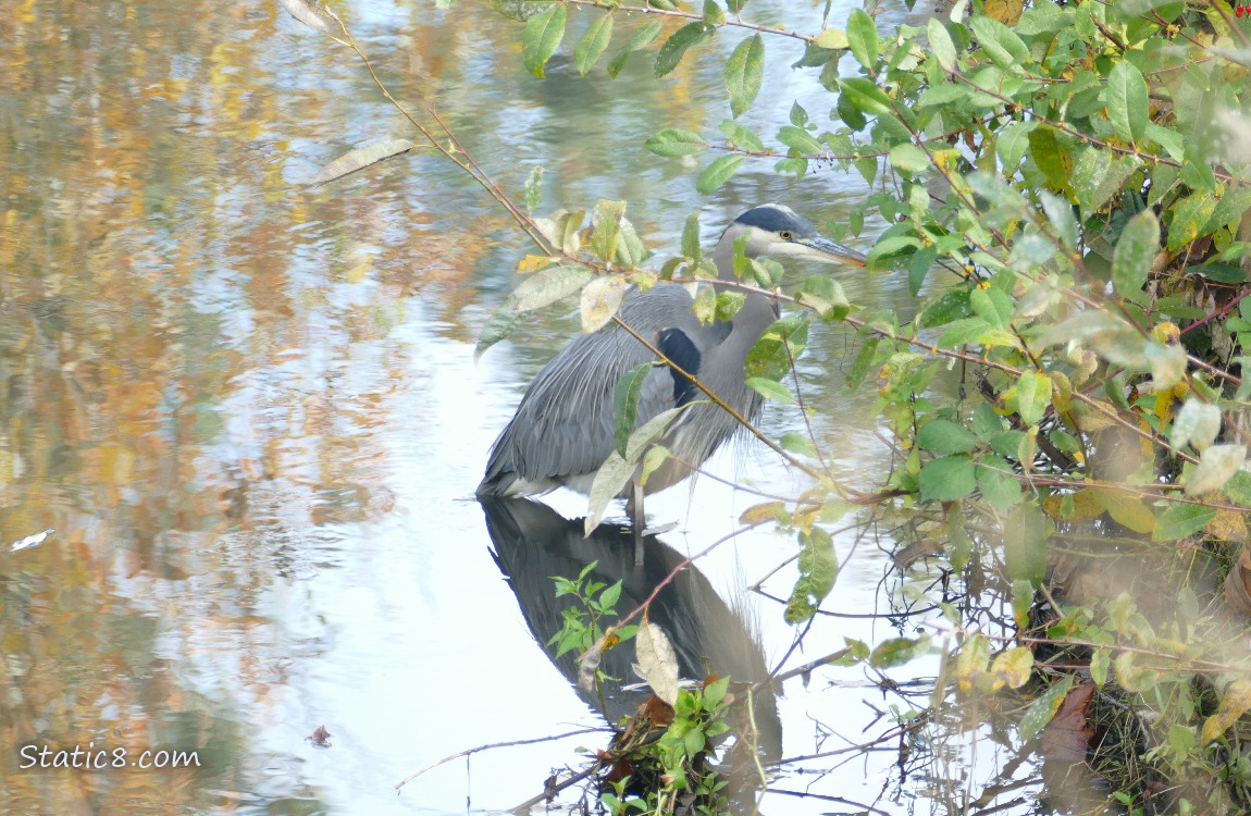 Great Blue Heron hunting in the creek, next to the bank