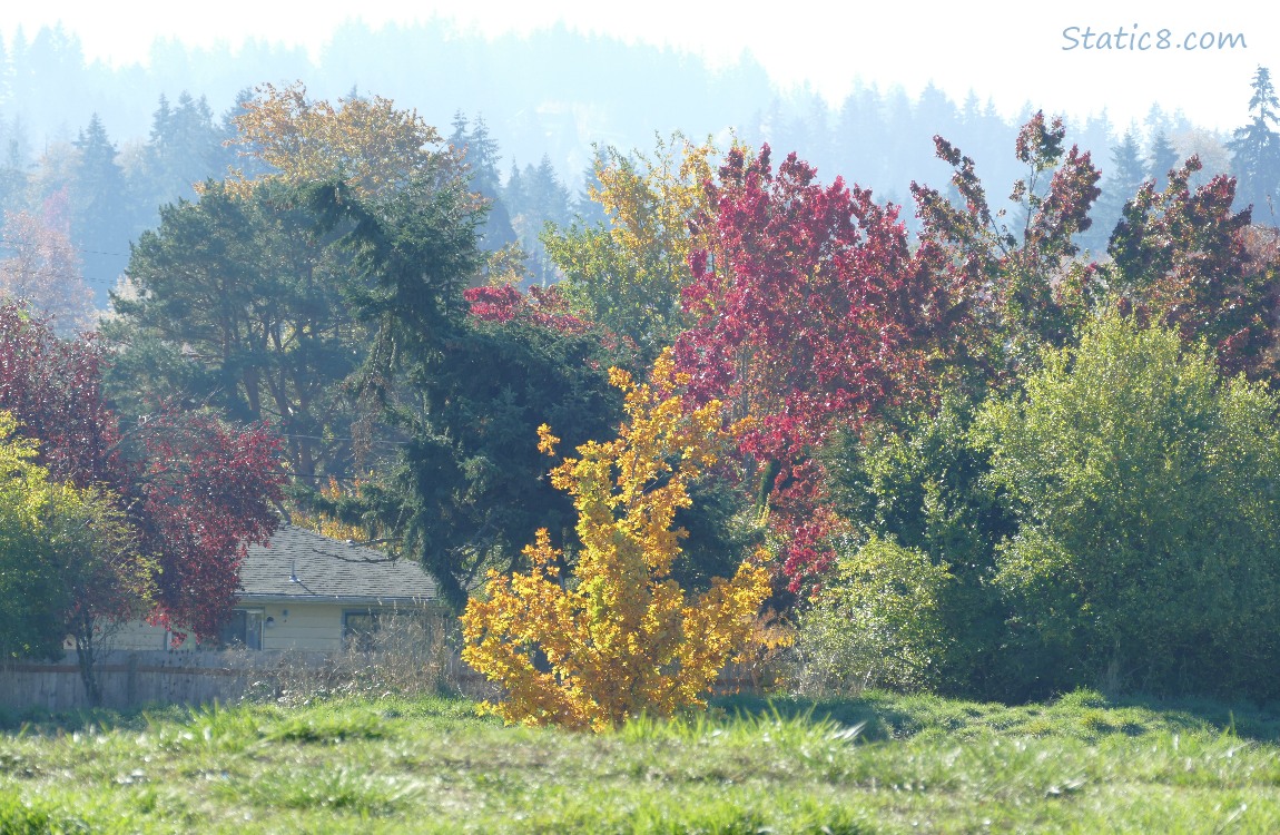 Autumn trees