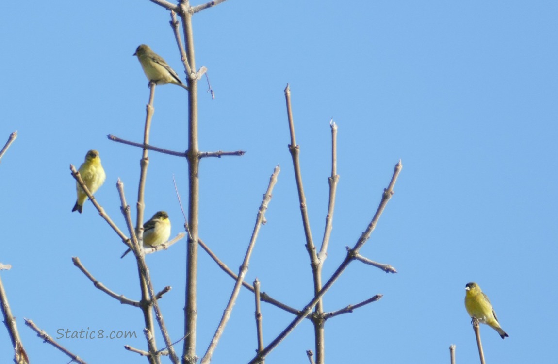 Lesser Goldfinches standing in a winter bare tree