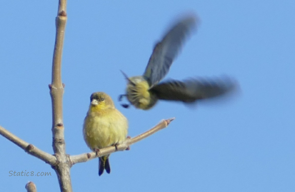 Lesser Goldfinch standing on a twig with another flying away in the background