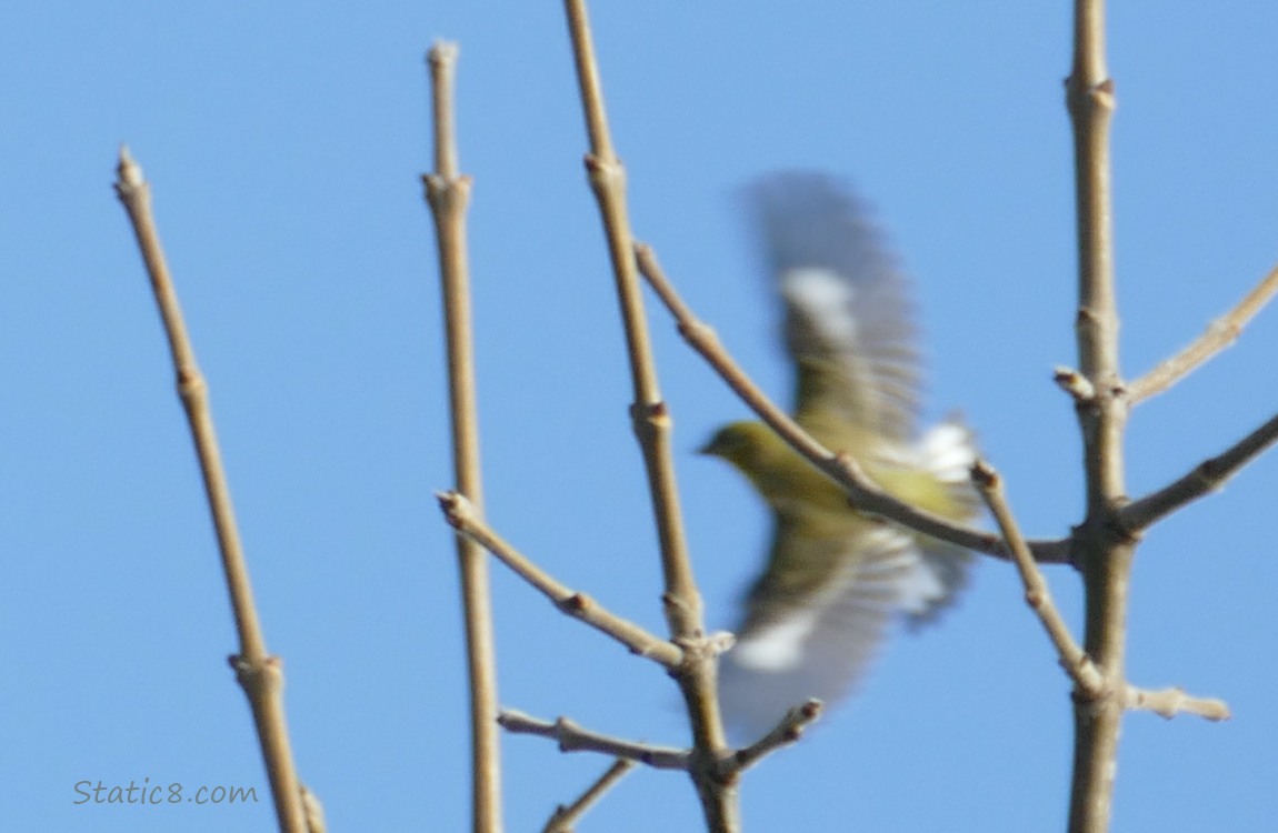 Lesser Goldfinch flies behind twigs