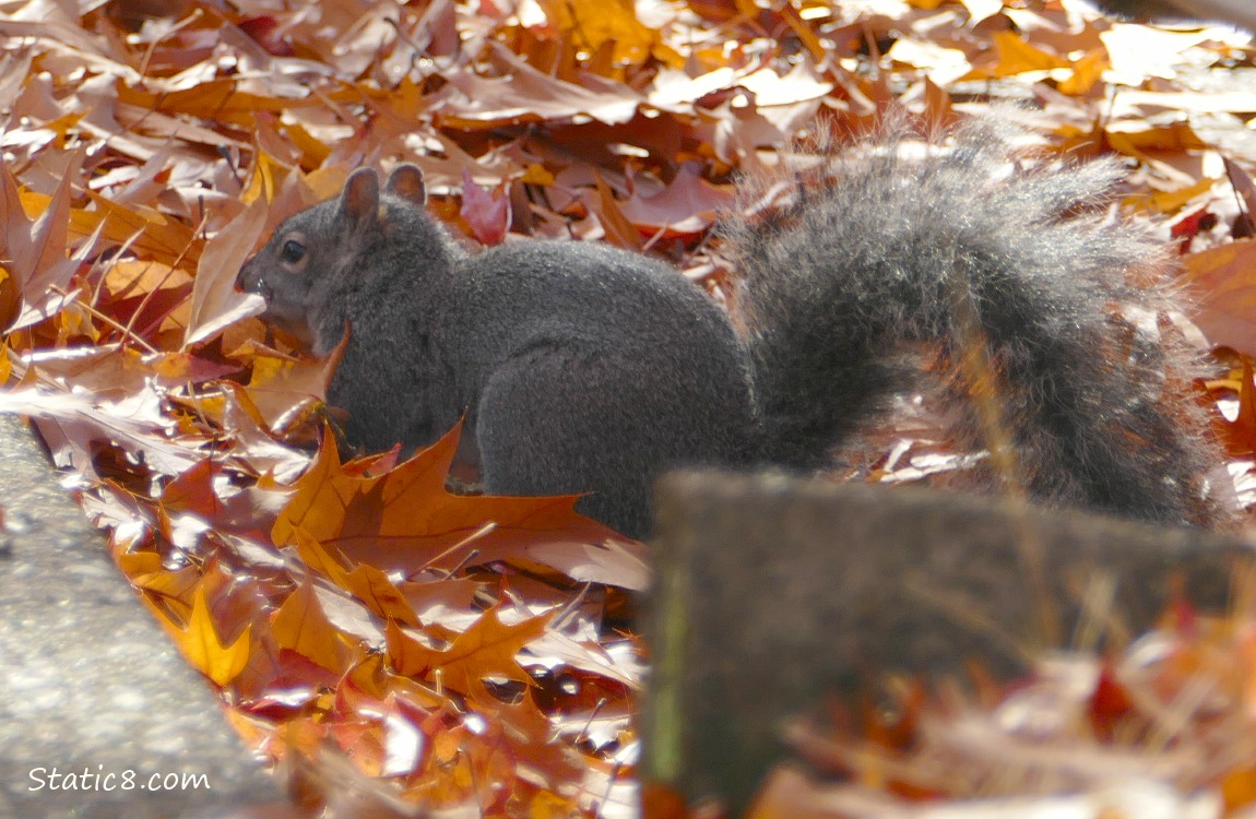 Squirrel standing in falled autumn leaves