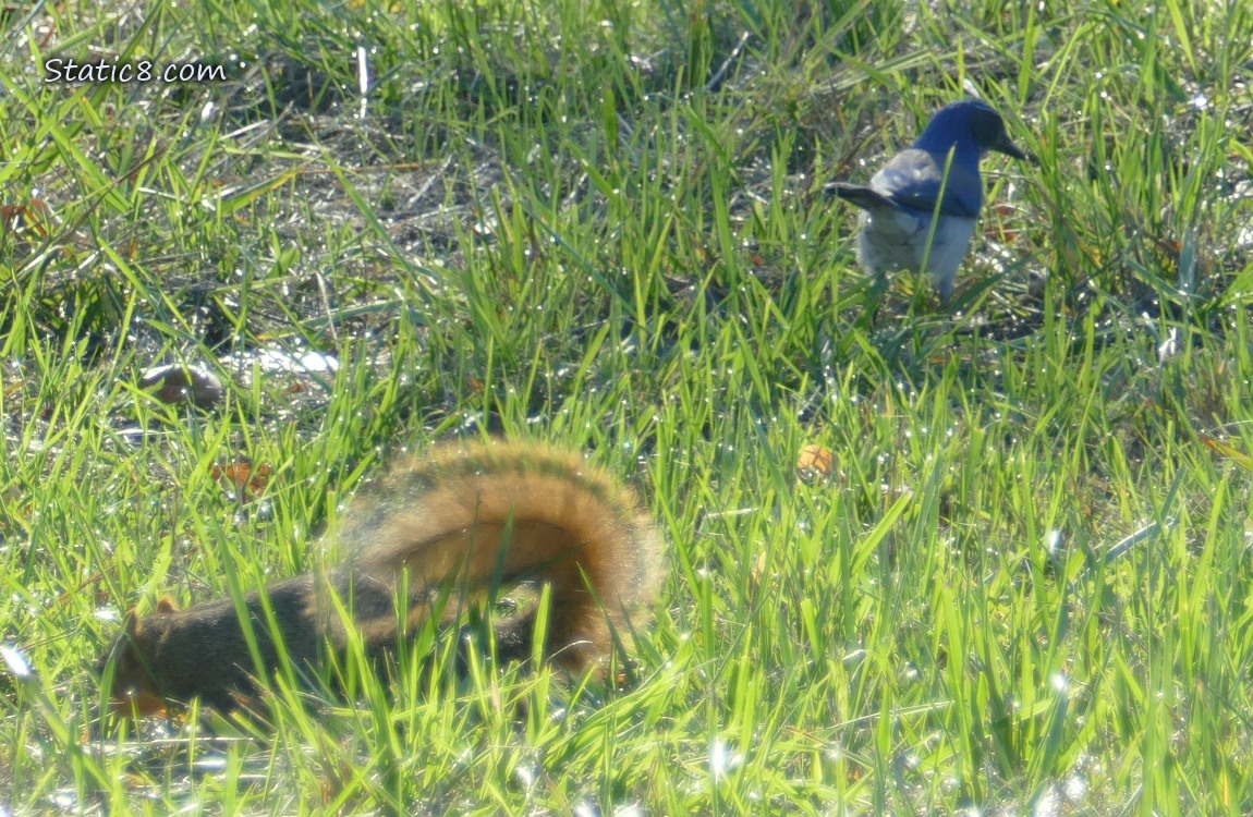 Squirrel and Scrub Jay standing in the grass