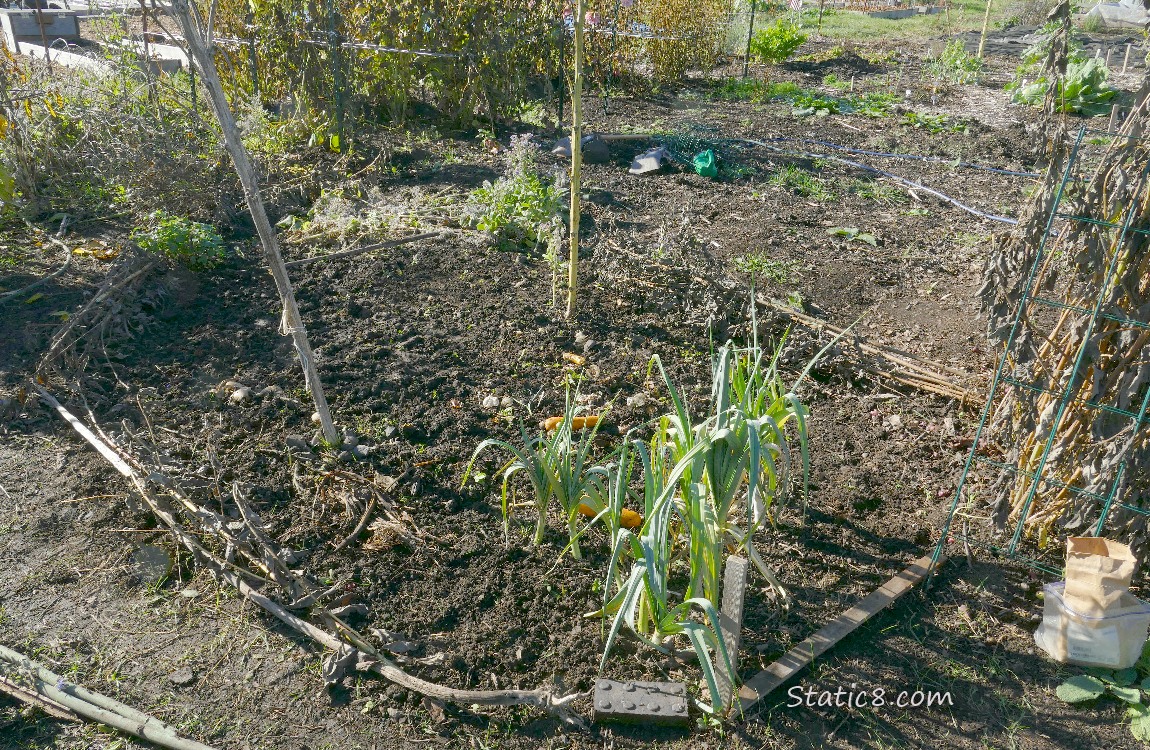 Garden Plot