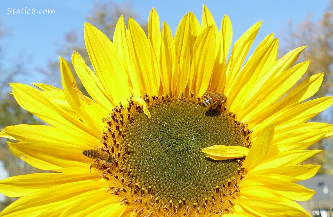 Honey Bees on a Sunflower blooms