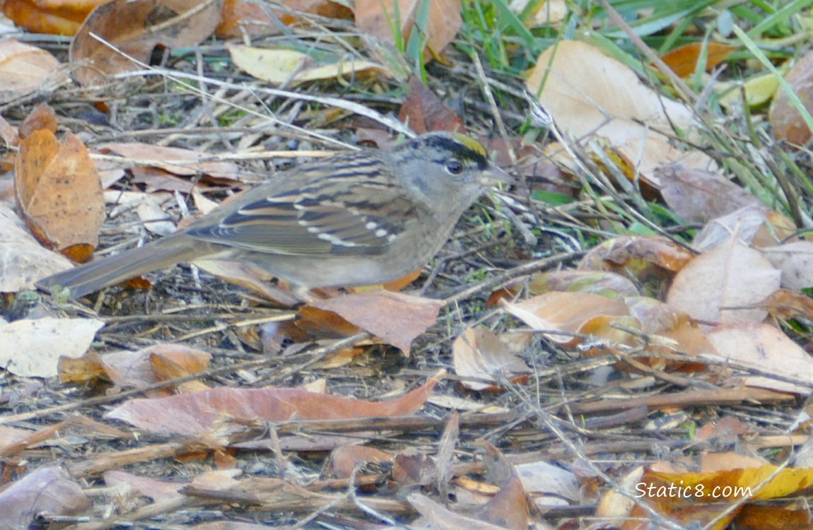 Golden Crown Sparrow standing on the ground with fallen autumn leaves