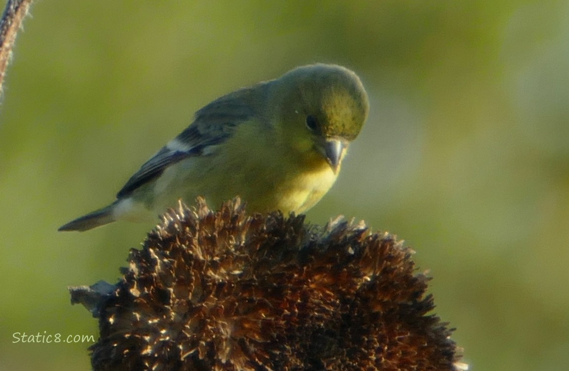 Goldfinch standing on a spent sunflower head