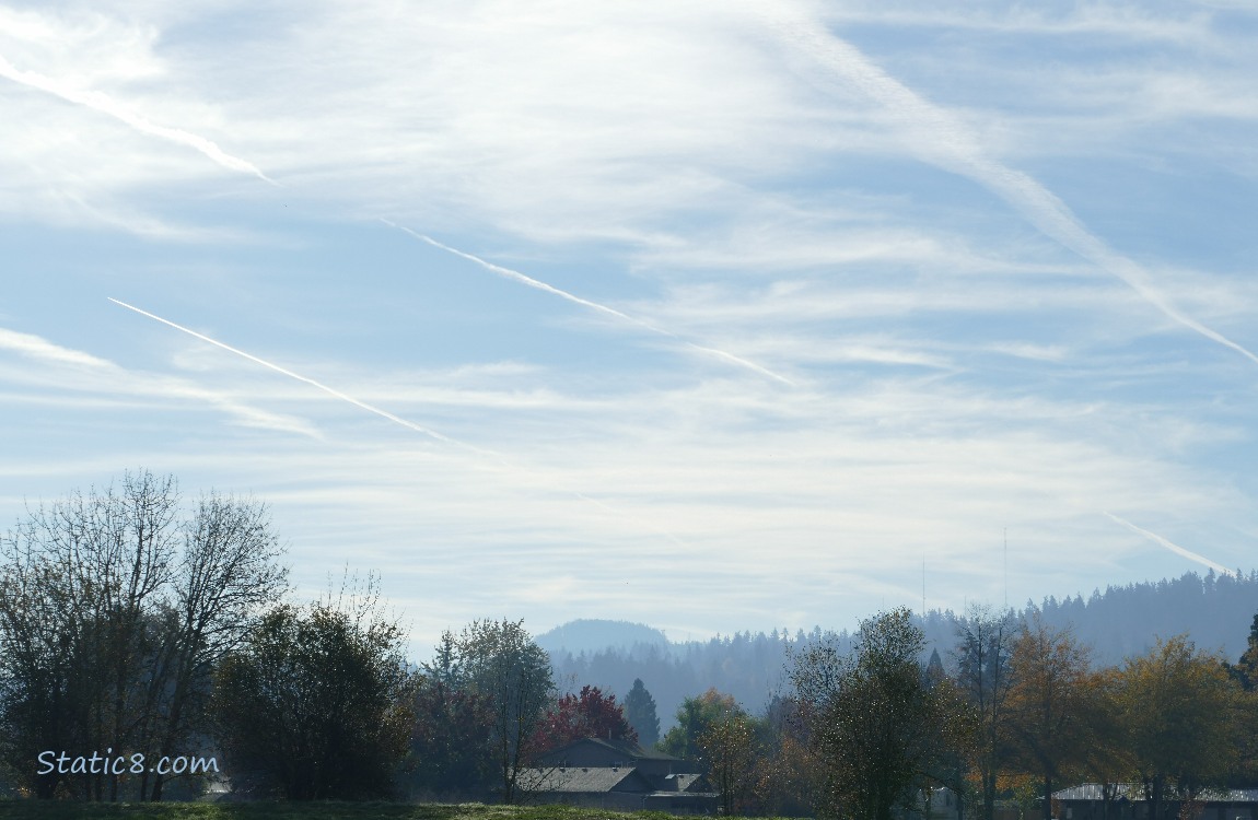 trees on the hill and cirrus clouds in the sky