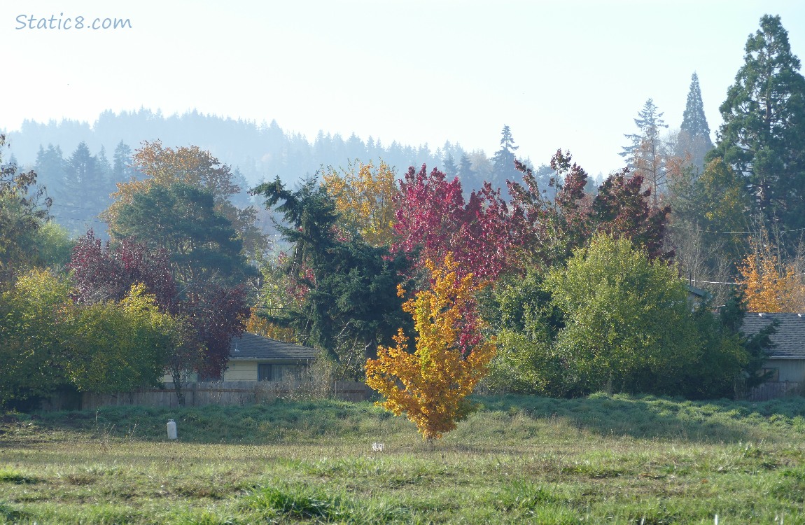 Autumn trees