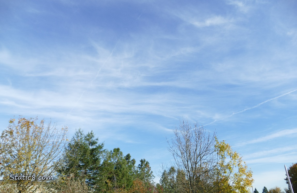 Cirrus clouds in the sky