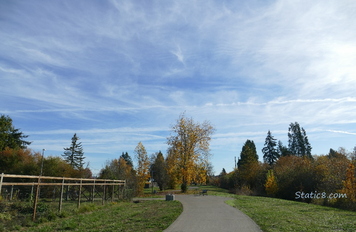 Cirrus clouds