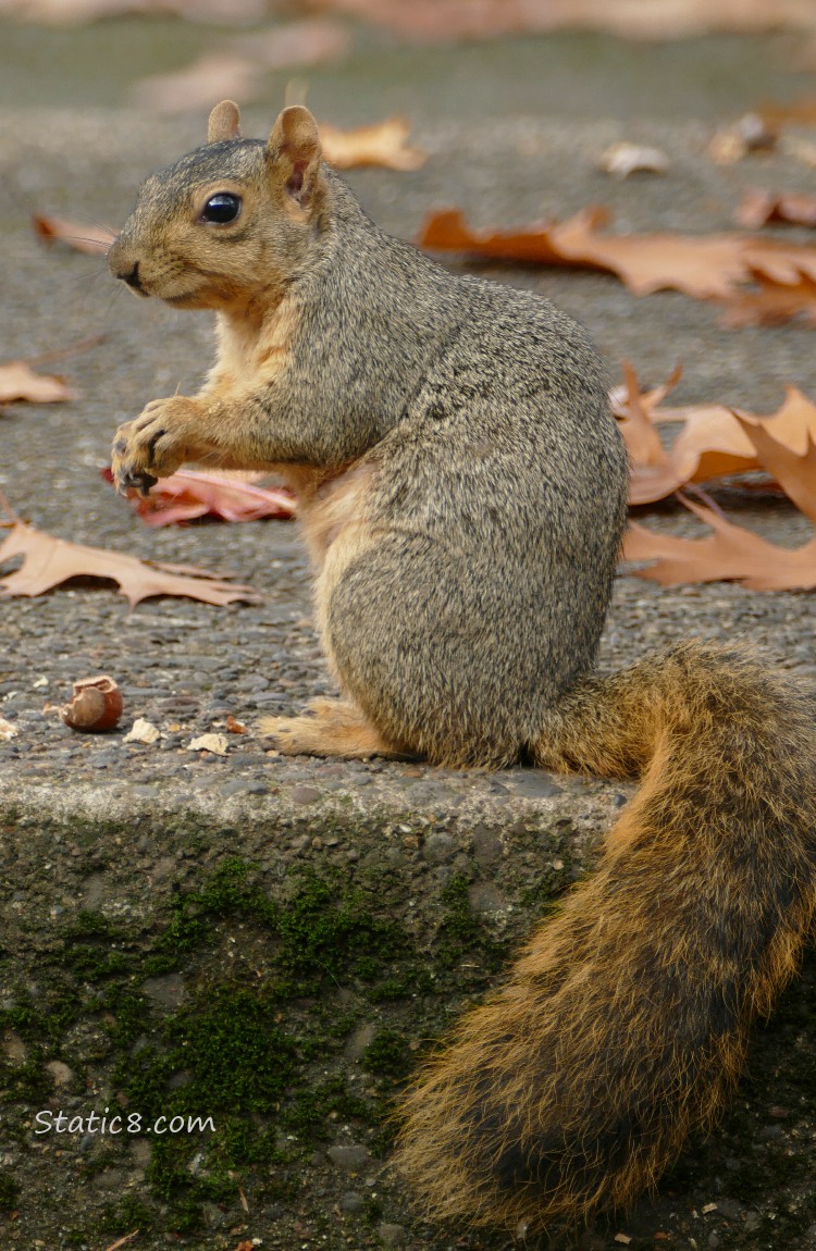 Squirrel sitting on the sidewalk