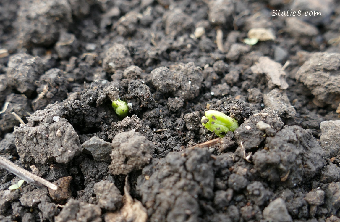 Favas germinating in the soil