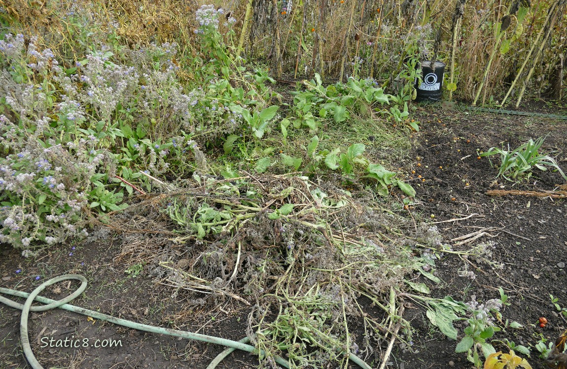 Garden plot before