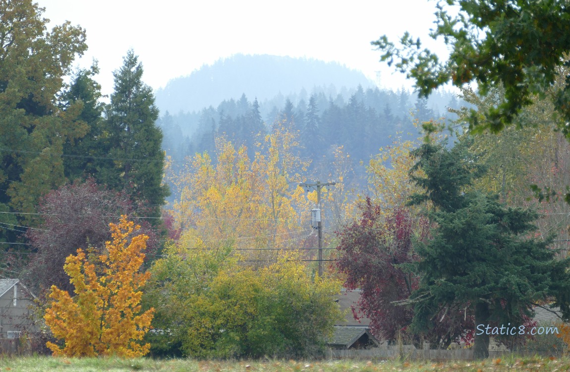 Autumn trees with the hill in the background