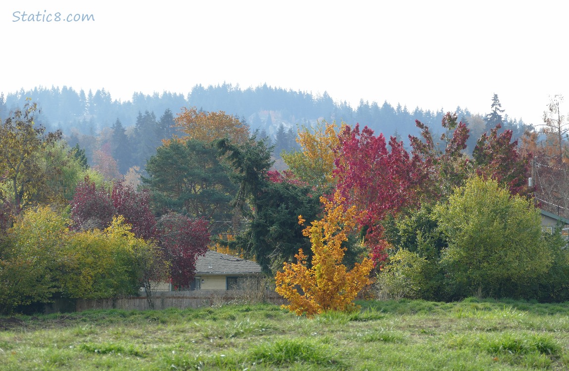 Autumn trees with hill in the background