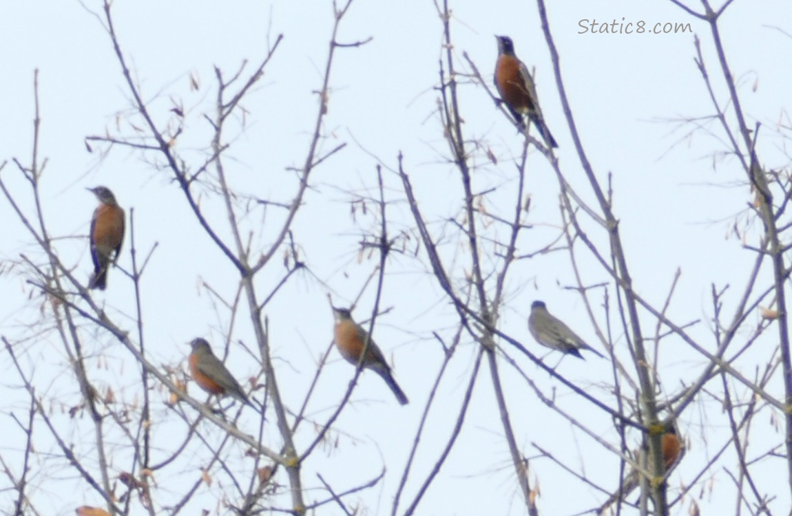 Robins in a winter bare tree