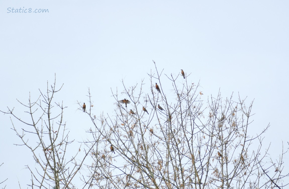 Birds in a winter bare tree