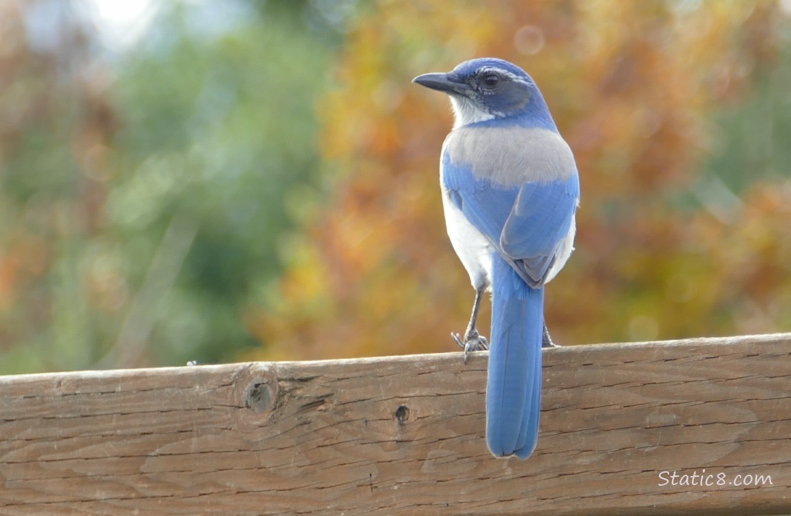 Scrub Jay standing on a wood fence