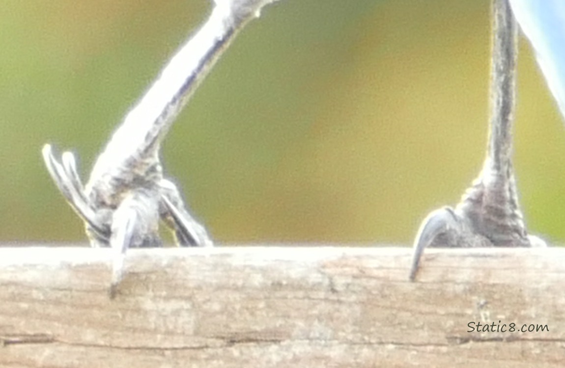 Scrub Jays messed up foot