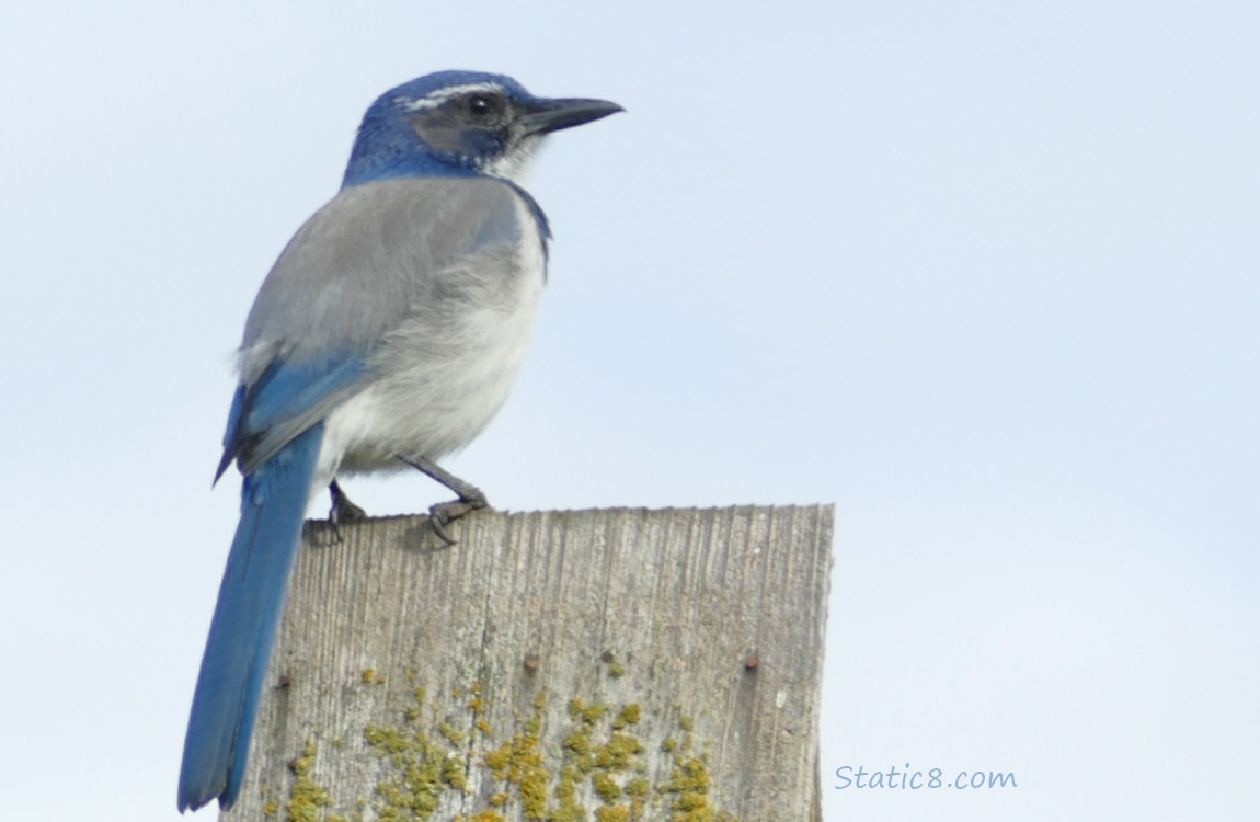 Scrub Jay standing on a nesting box