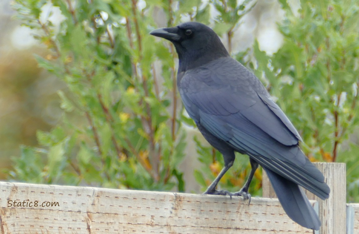 Crow standing on a wood fence