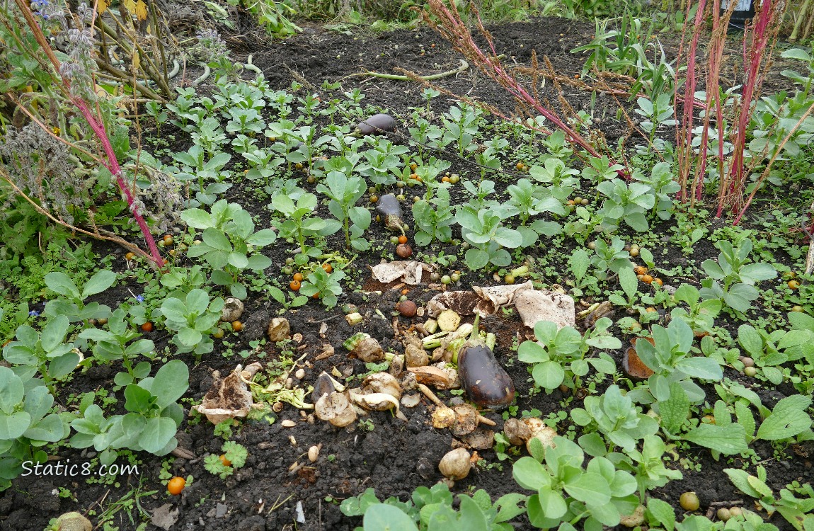 Garden plot, kitchen scraps and fava seedlings