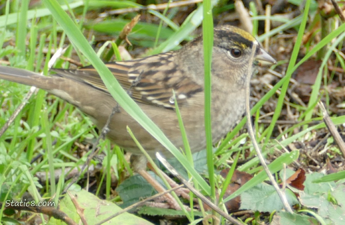 Golden Crown Sparrow standing in the grass